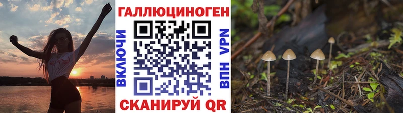 где найти наркотики  Шебекино  Псилоцибиновые грибы мицелий 